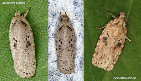 Aiuto id. Elachistidae - Agonopterix yeatiana